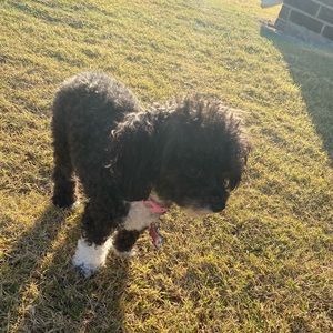 Meet your Posher, Addison